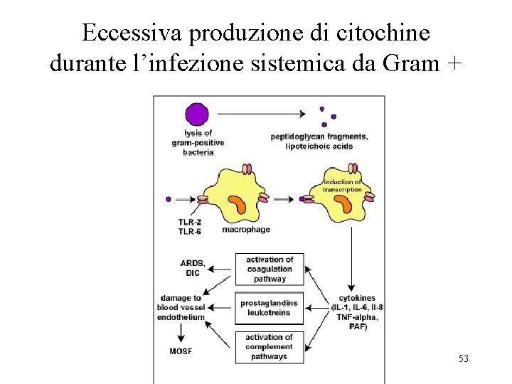 Eccessiva produzione di citochine durante l’infezione sistemica da Gram + 53 
