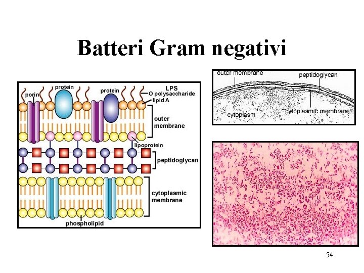 Batteri Gram negativi 54 