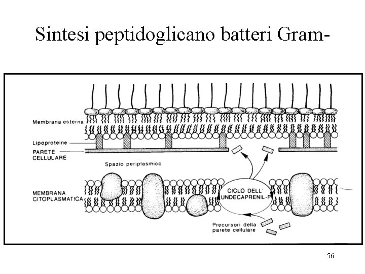 Sintesi peptidoglicano batteri Gram- 56 