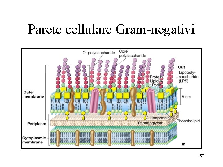 Parete cellulare Gram-negativi 57 