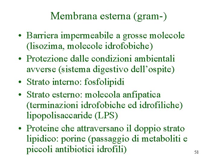 Membrana esterna (gram-) • Barriera impermeabile a grosse molecole (lisozima, molecole idrofobiche) • Protezione