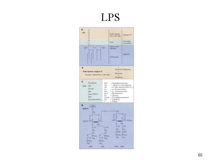 LPS 60 