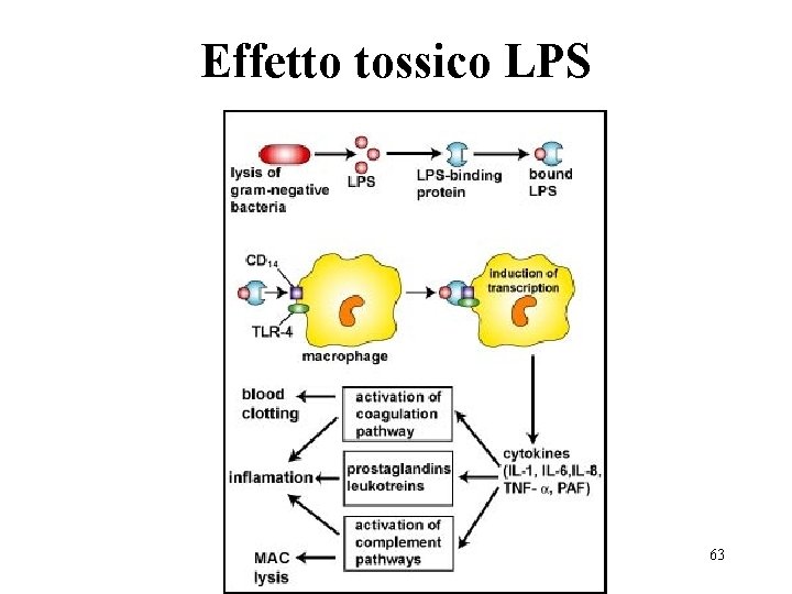 Effetto tossico LPS 63 