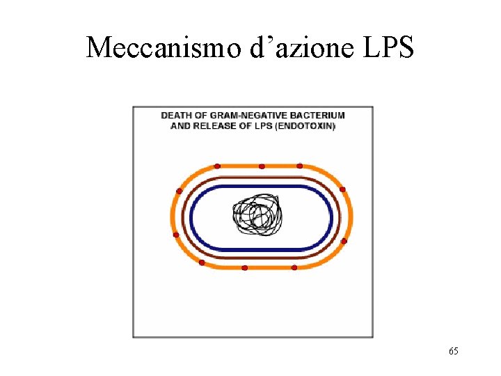 Meccanismo d’azione LPS 65 