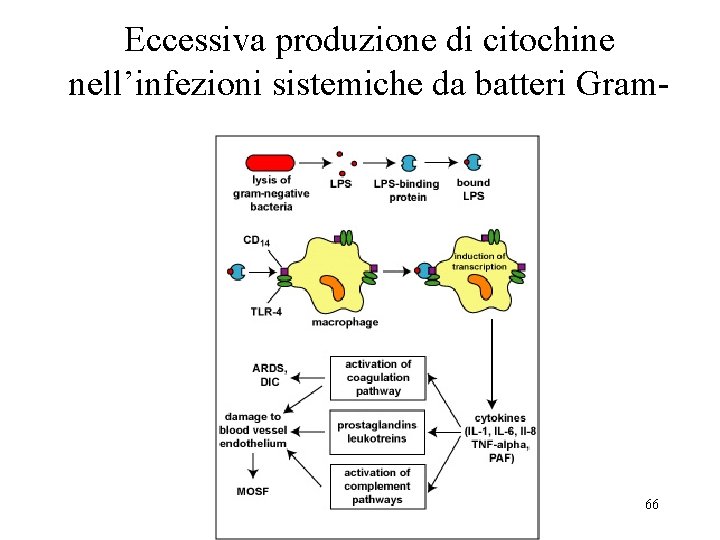 Eccessiva produzione di citochine nell’infezioni sistemiche da batteri Gram- 66 
