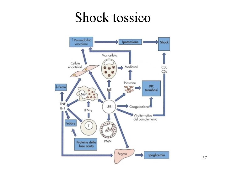 Shock tossico 67 