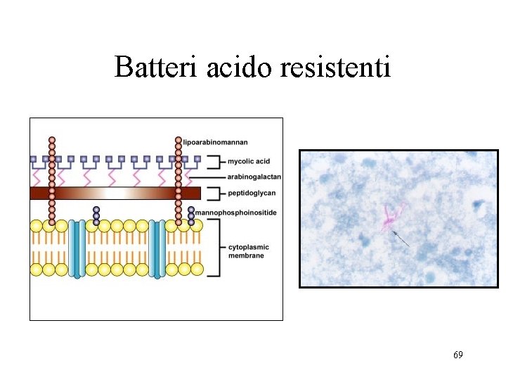 Batteri acido resistenti 69 