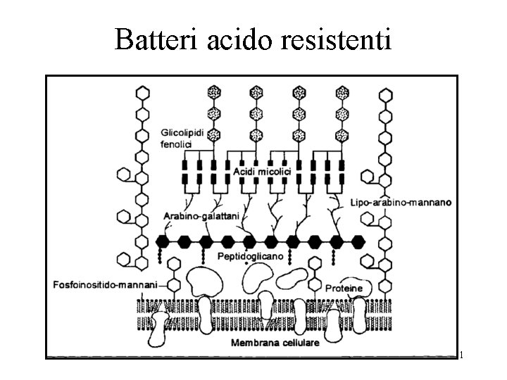 Batteri acido resistenti 71 