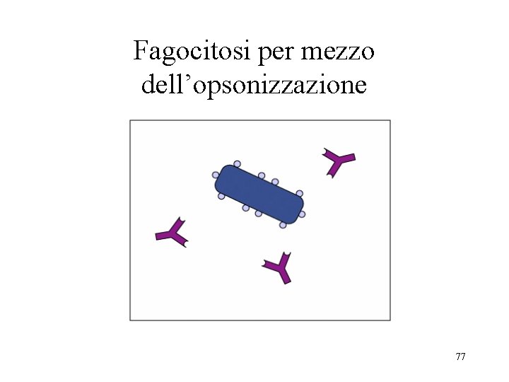 Fagocitosi per mezzo dell’opsonizzazione 77 