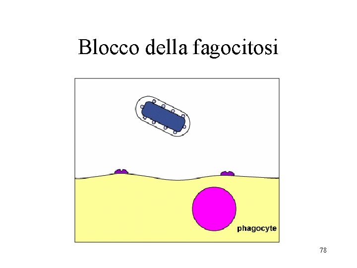 Blocco della fagocitosi 78 