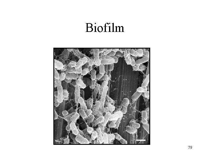 Biofilm 79 