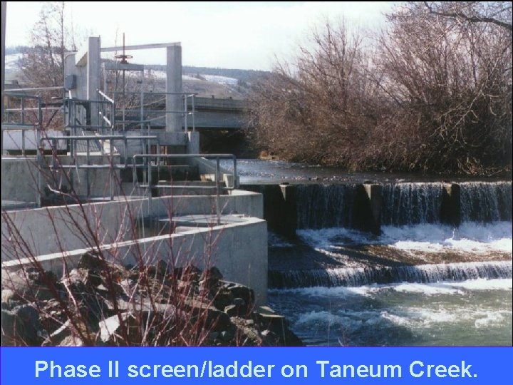 n Add image of Phase II structure here. Phase II screen/ladder on Taneum Creek.