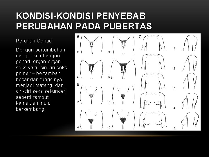 KONDISI-KONDISI PENYEBAB PERUBAHAN PADA PUBERTAS Peranan Gonad Dengan pertumbuhan dan perkembangan gonad, organ-organ seks