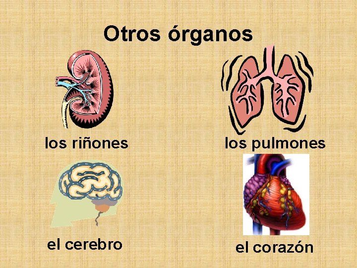Otros órganos los riñones los pulmones el cerebro el corazón 