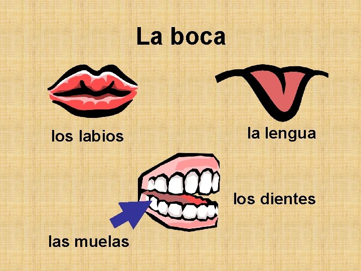 La boca los labios la lengua los dientes las muelas 