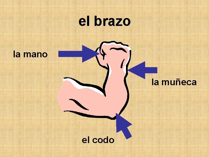 el brazo la mano la muñeca el codo 