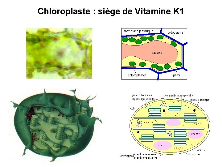 Chloroplaste : siège de Vitamine K 1 