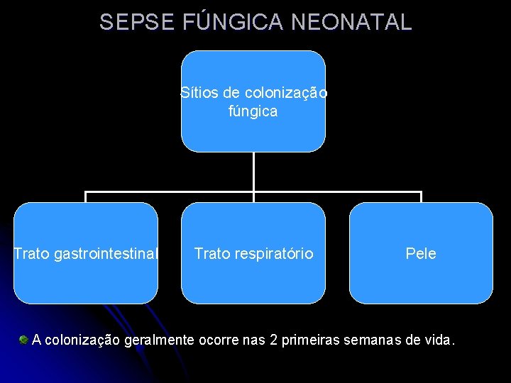 SEPSE FÚNGICA NEONATAL Sítios de colonização fúngica Trato gastrointestinal Trato respiratório Pele A colonização