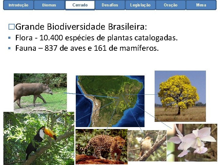 Introdução Biomas Cerrado Desafios Legislação �Grande Biodiversidade Brasileira: § § Oração Flora - 10.