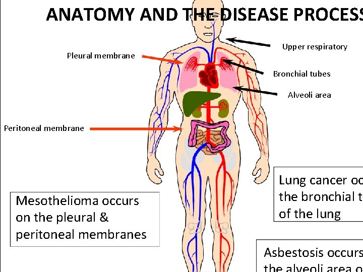 ANATOMY AND THE DISEASE PROCESS Pleural membrane Upper respiratory Bronchial tubes Alveoli area Peritoneal