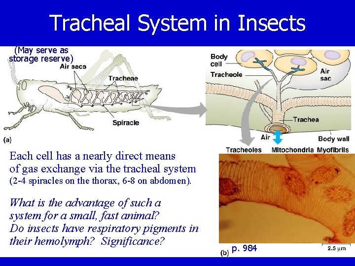 Tracheal System in Insects (May serve as storage reserve) Each cell has a nearly