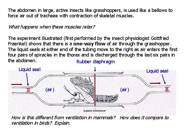 The abdomen in large, active insects like grasshoppers, is used like a bellows to