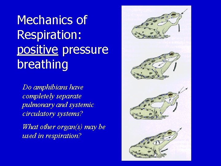 Mechanics of Respiration: positive pressure breathing Do amphibians have completely separate pulmonary and systemic