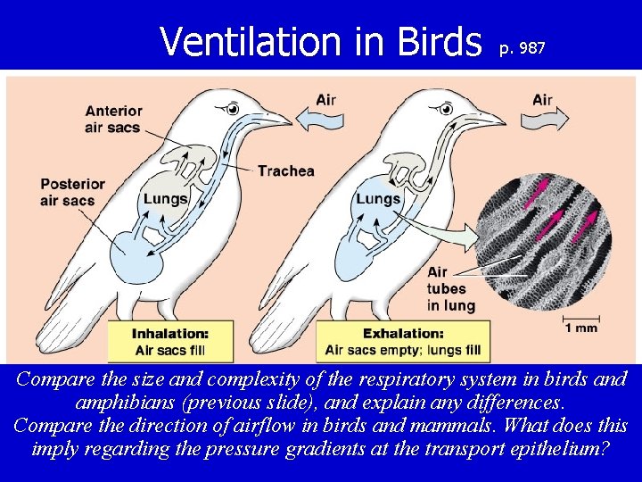 Ventilation in Birds p. 987 Compare the size and complexity of the respiratory system