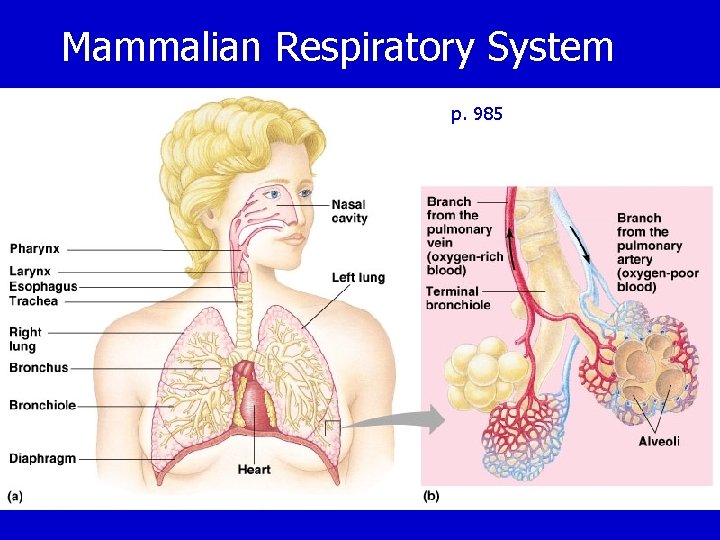 Mammalian Respiratory System p. 985 