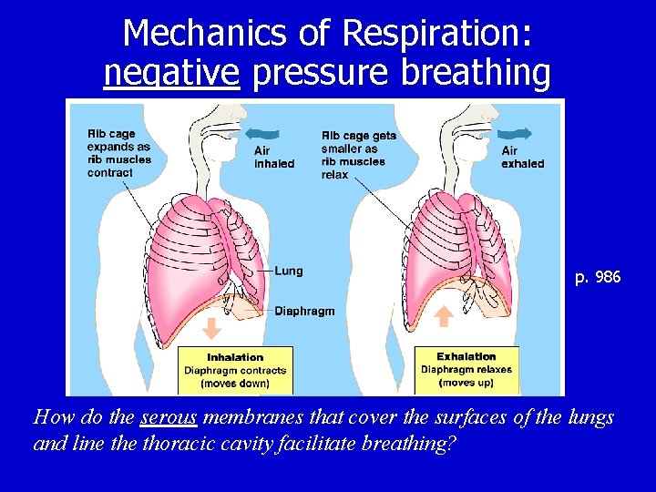 Mechanics of Respiration: negative pressure breathing p. 986 How do the serous membranes that