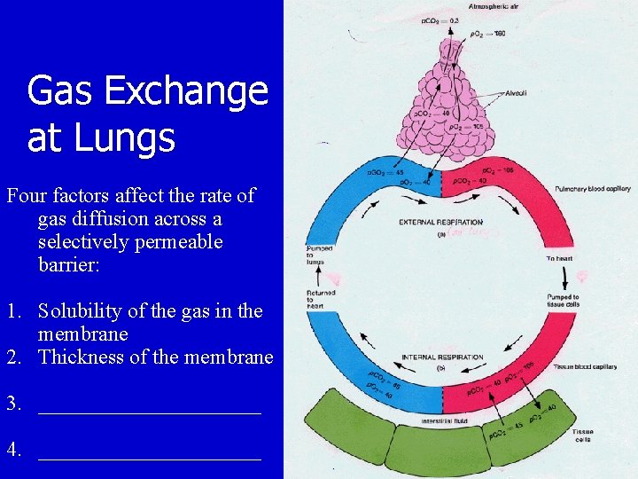 Gas Exchange at Lungs Four factors affect the rate of gas diffusion across a