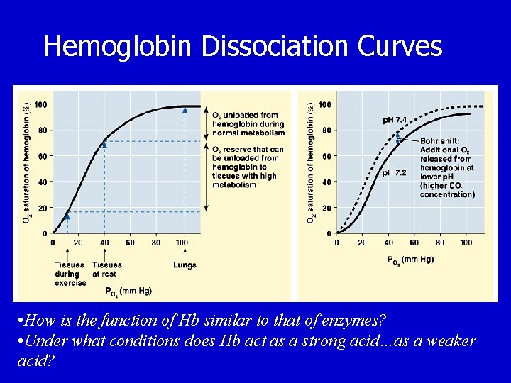 Hemoglobin Dissociation Curves • How is the function of Hb similar to that of