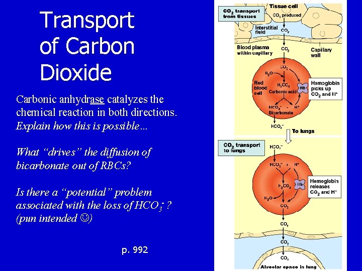 Transport of Carbon Dioxide Carbonic anhydrase catalyzes the chemical reaction in both directions. Explain