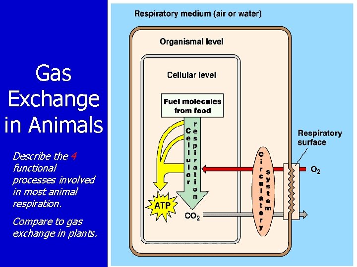 Gas Exchange in Animals Describe the 4 functional processes involved in most animal respiration.