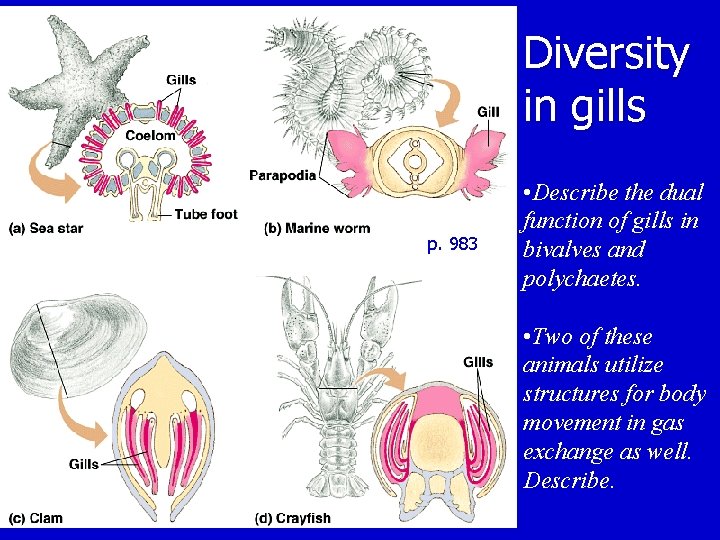 Diversity in gills p. 983 • Describe the dual function of gills in bivalves