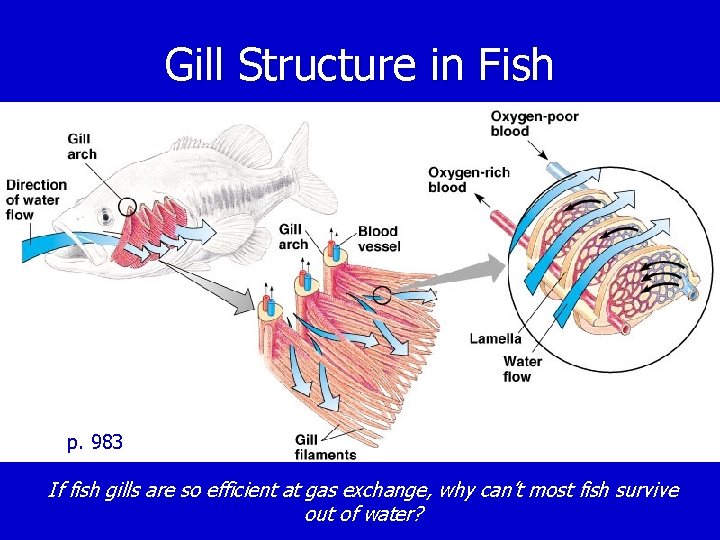 Gill Structure in Fish p. 983 If fish gills are so efficient at gas