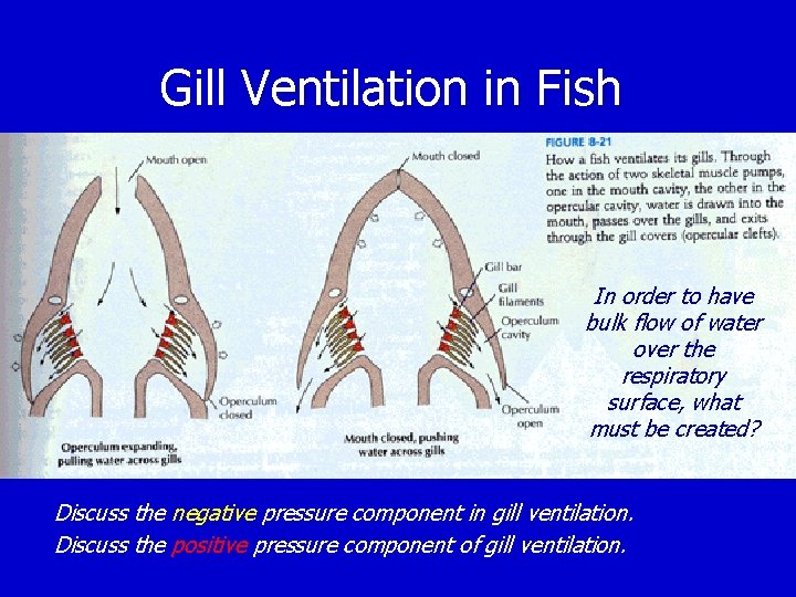 Gill Ventilation in Fish In order to have bulk flow of water over the