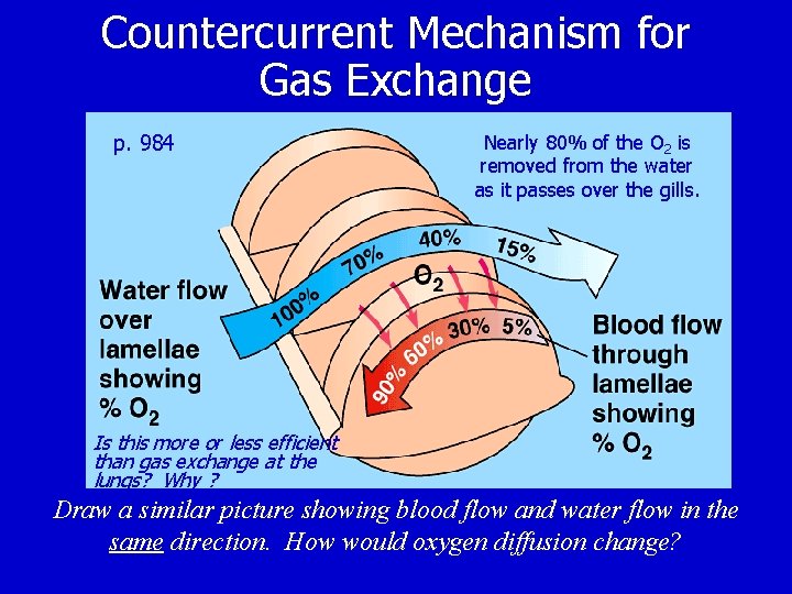 Countercurrent Mechanism for Gas Exchange p. 984 Nearly 80% of the O 2 is
