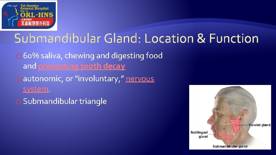 Submandibular Gland: Location & Function � 60% saliva, chewing and digesting food and preventing