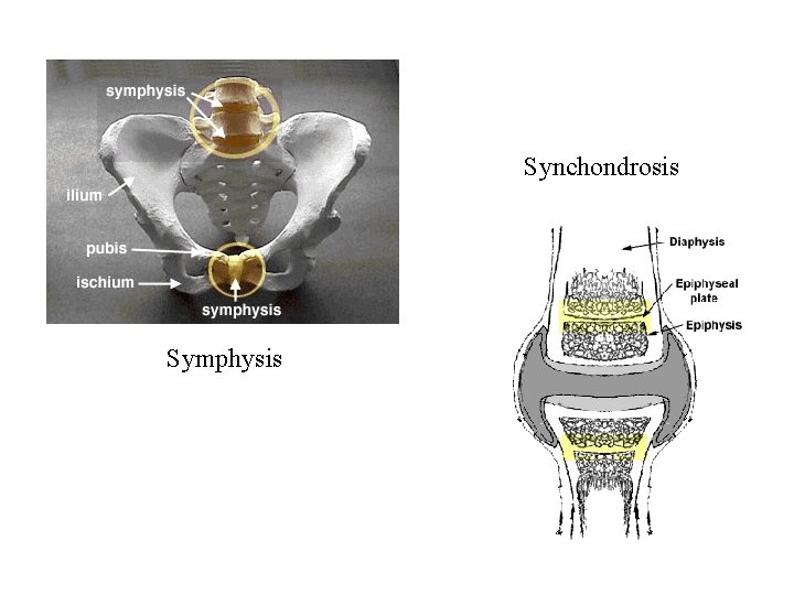 Synchondrosis Symphysis 