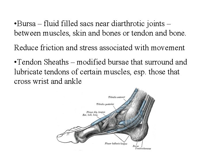  • Bursa – fluid filled sacs near diarthrotic joints – between muscles, skin