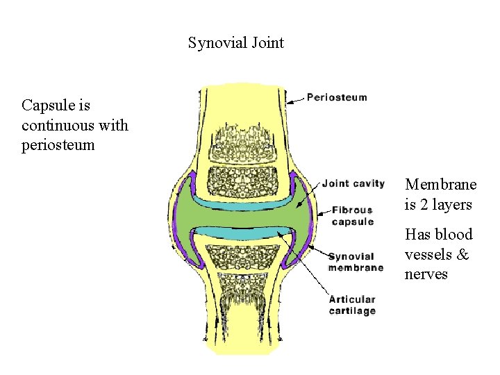 Synovial Joint Capsule is continuous with periosteum Membrane is 2 layers Has blood vessels