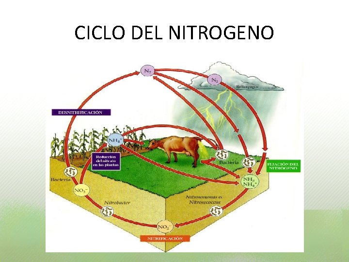 CICLO DEL NITROGENO CICLO DEL NITROGENO