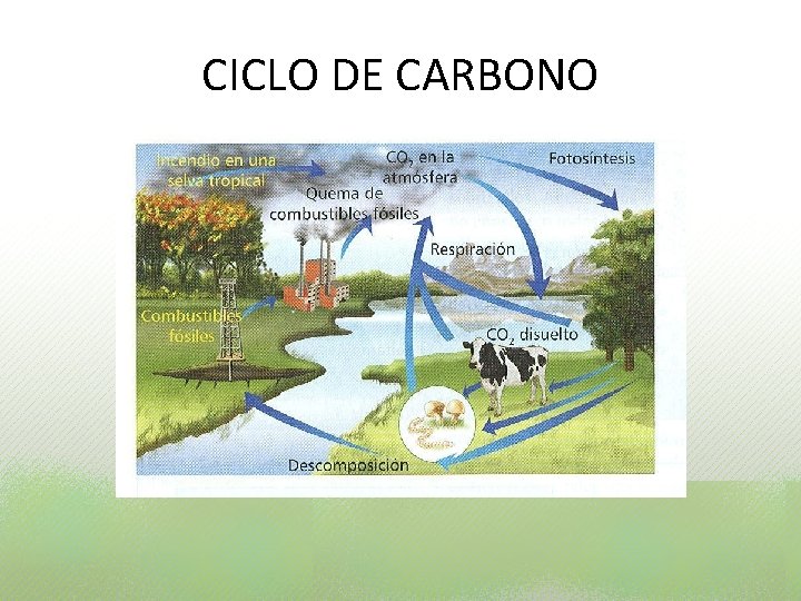 CICLO DE CARBONO CICLO DE CARBONO