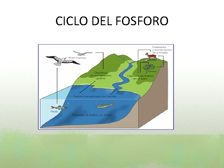 CICLO DEL FOSFORO CICLO DEL FOSFORO