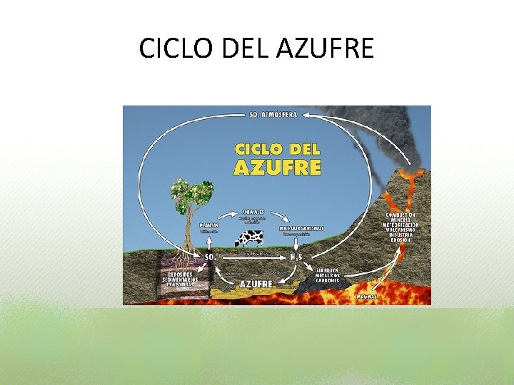 CICLO DEL AZUFRE CICLO DEL AZUFRE