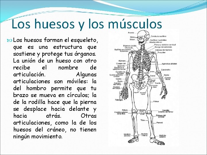 Los huesos y los músculos Los huesos forman el esqueleto, que es una estructura