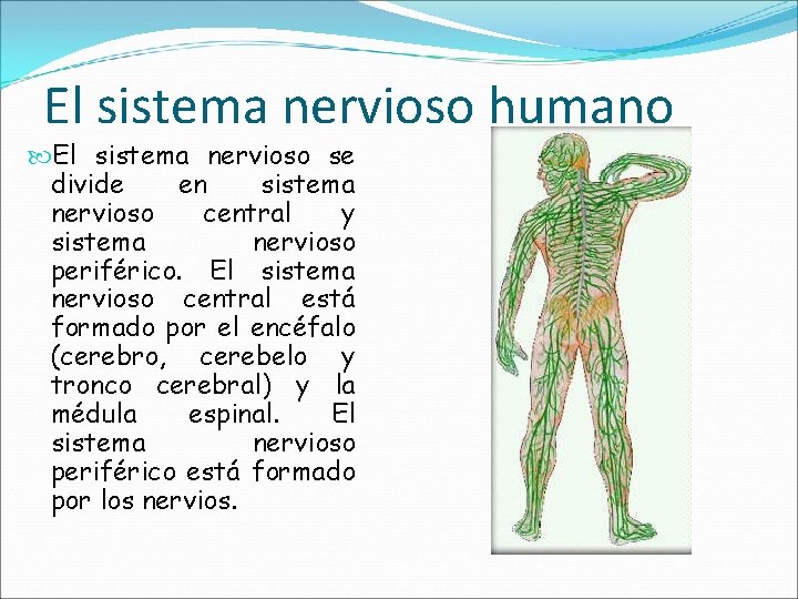 El sistema nervioso humano El sistema nervioso se divide en sistema nervioso central y