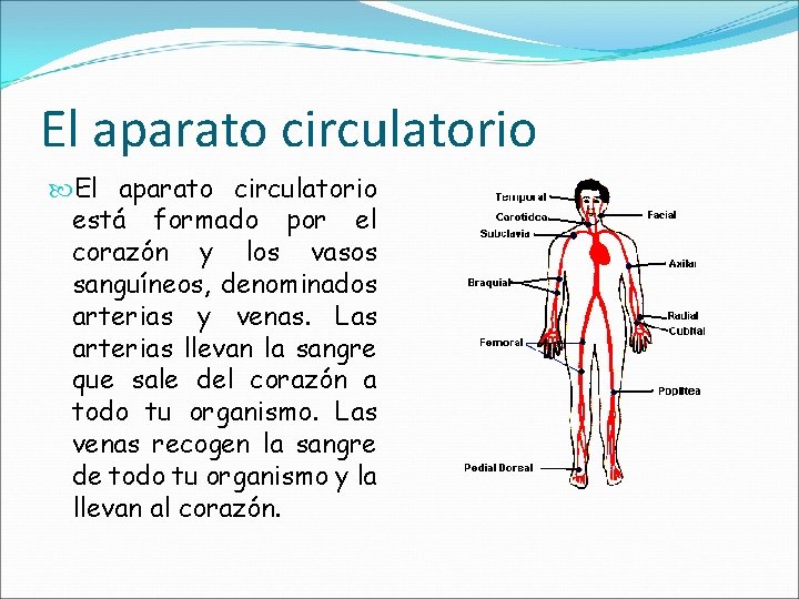El aparato circulatorio está formado por el corazón y los vasos sanguíneos, denominados arterias