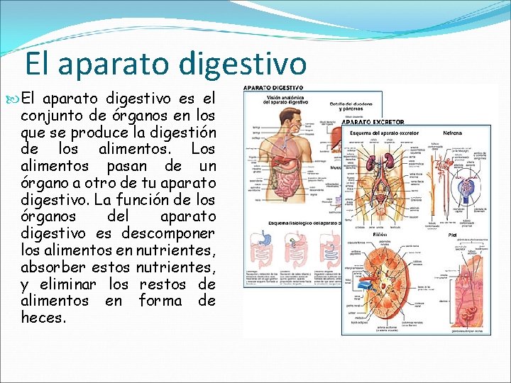El aparato digestivo es el conjunto de órganos en los que se produce la